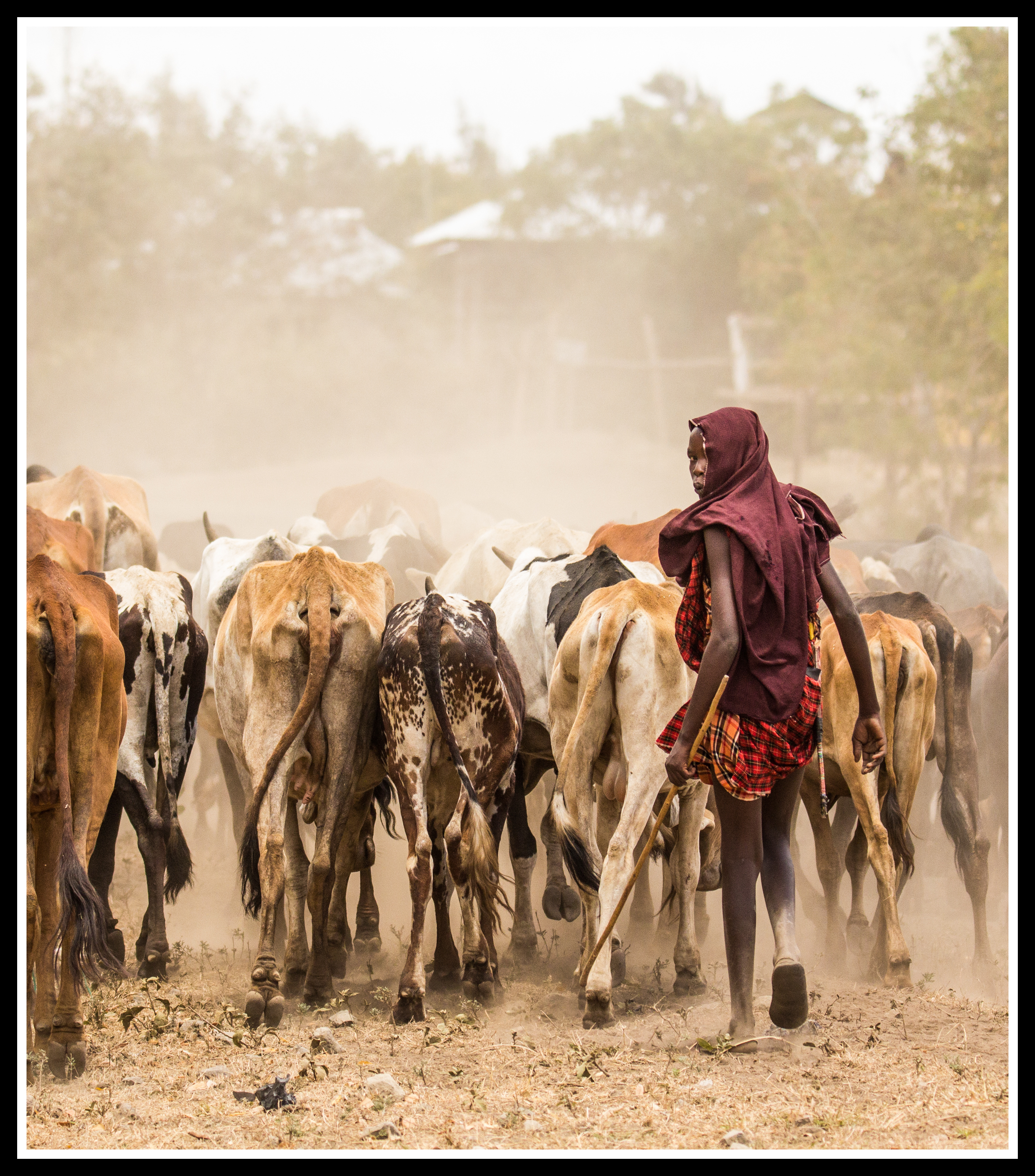 Maasai young man herding cattle